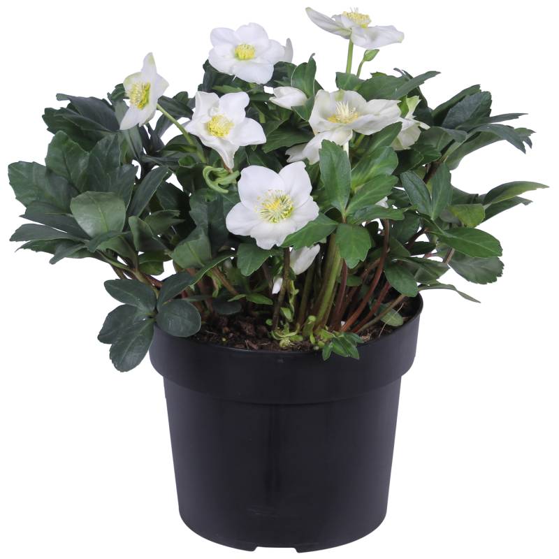 toom Christrose weiß, 21 cm Topf toom Christrose weiß, 21 cm Topf von toom