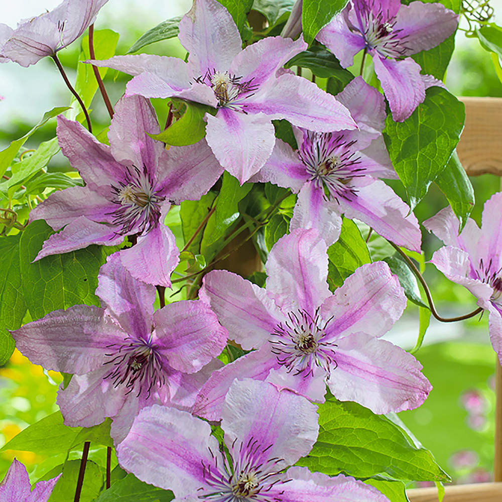 toom Clematis 'Hagley Hybrid' rosa 14 cm Topf von toom