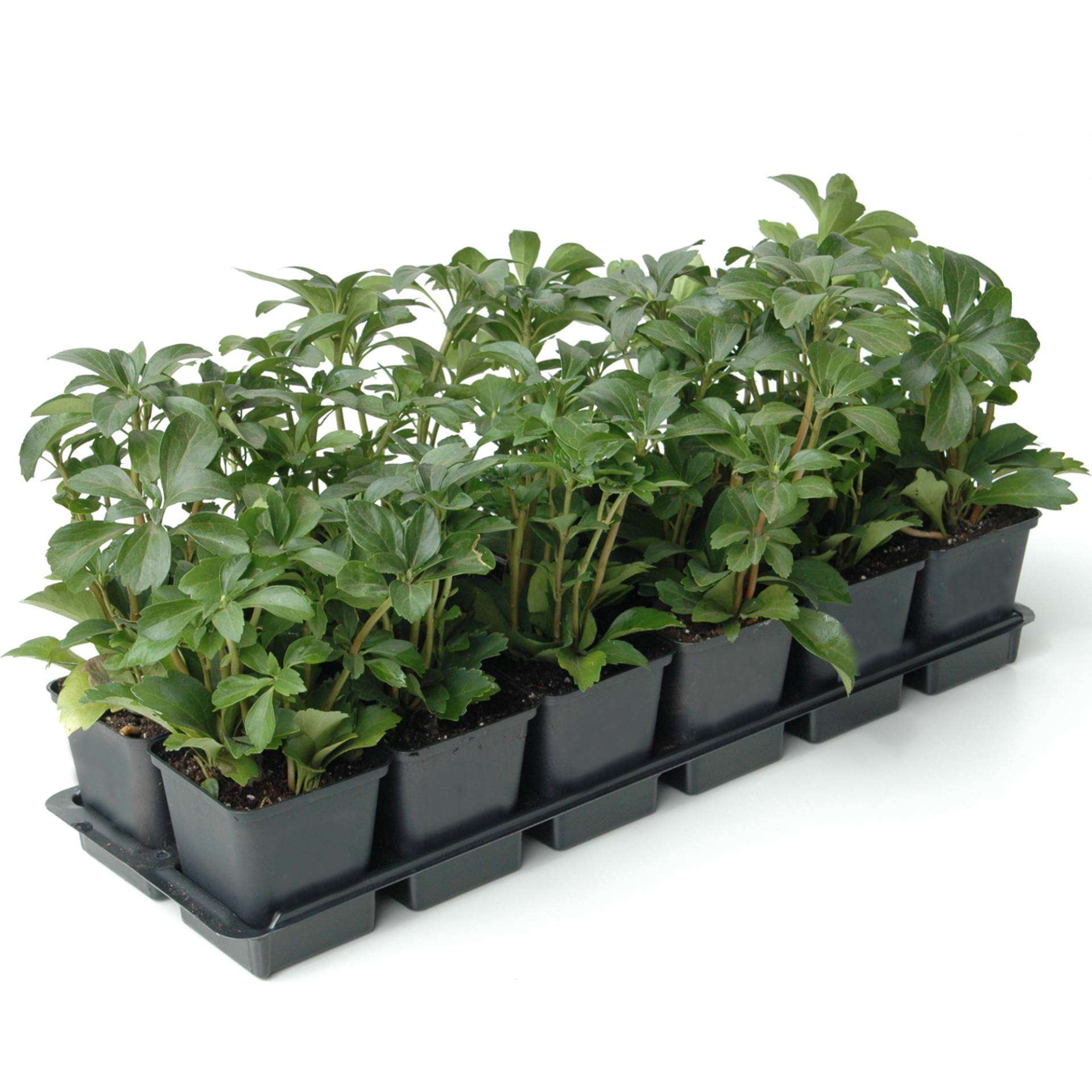 toom Dickmännchen weiß 9 cm Topf, 12er-Set toom Dickmännchen weiß 9 cm Topf, 12er-Set von toom