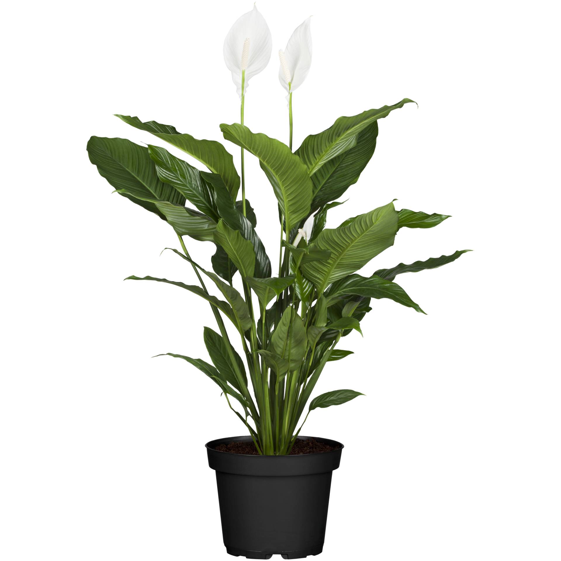 toom Einblatt 'Sweet Silvio' 17 cm Topf toom Einblatt 'Sweet Silvio' 17 cm Topf von toom