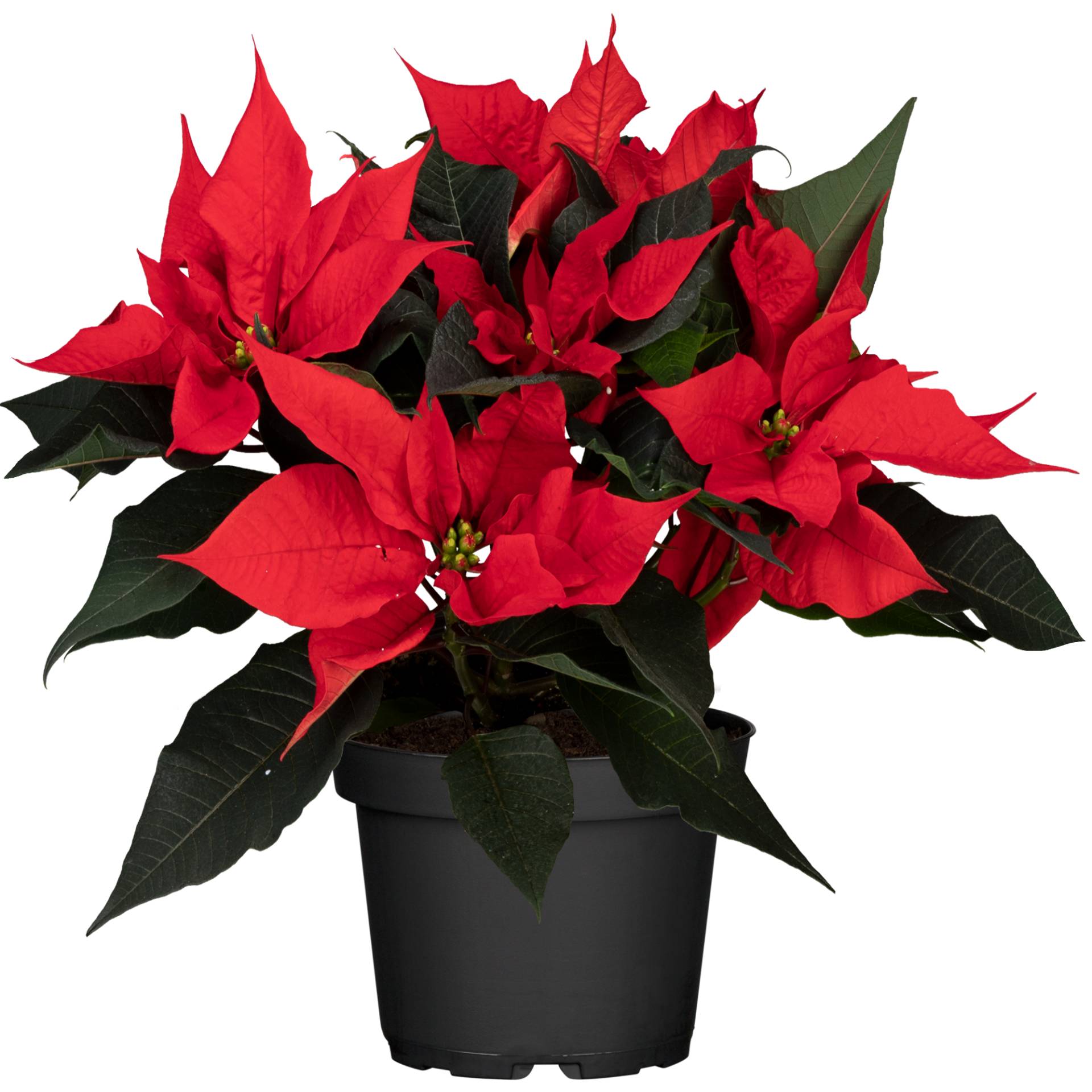 toom Fairtrade Weihnachtsstern Busch rot 17 cm Topf toom Fairtrade Weihnachtsstern Busch rot 17 cm Topf von toom