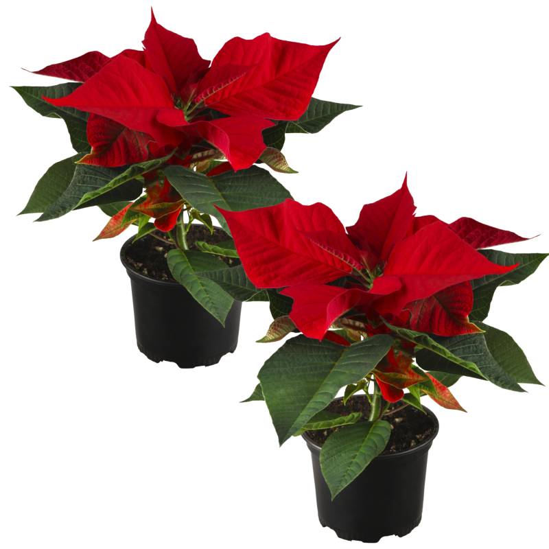 toom Fairtrade Weihnachtsstern rot 10,5 cm Topf, 2er-Set von toom