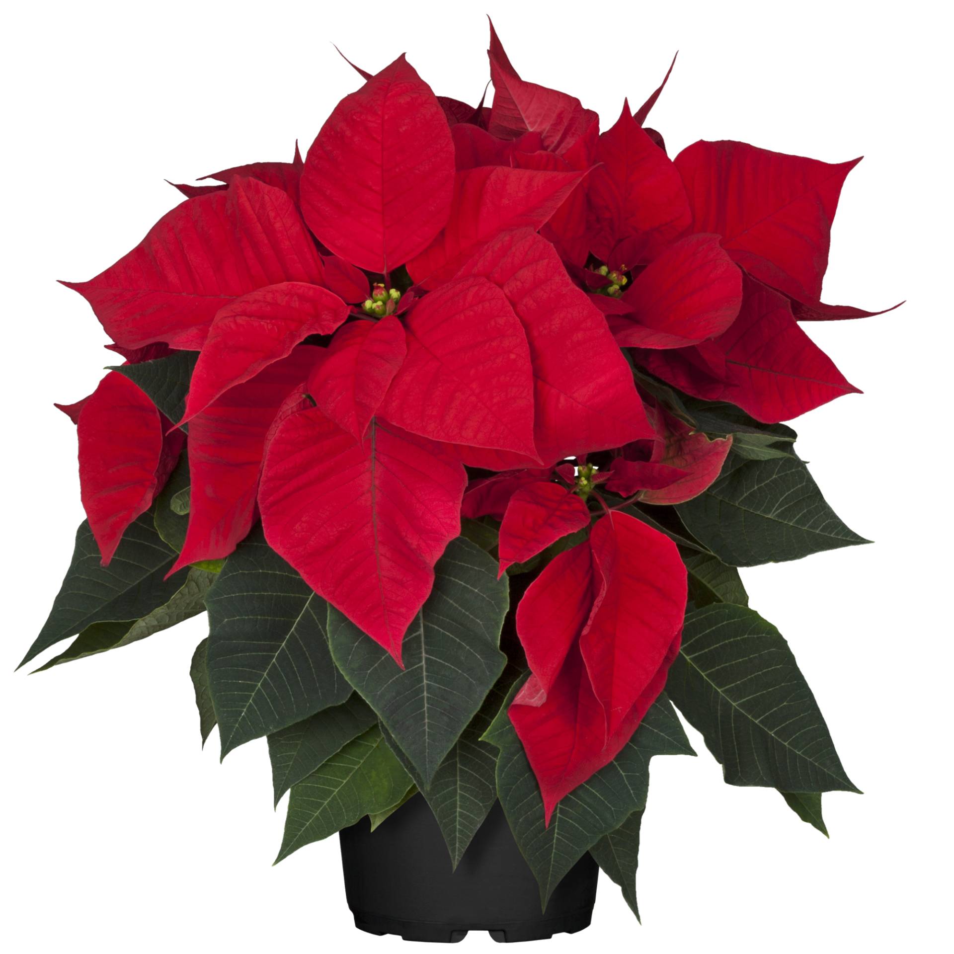 toom Fairtrade Weihnachtsstern rot 13 cm Topf toom Fairtrade Weihnachtsstern rot 13 cm Topf von toom