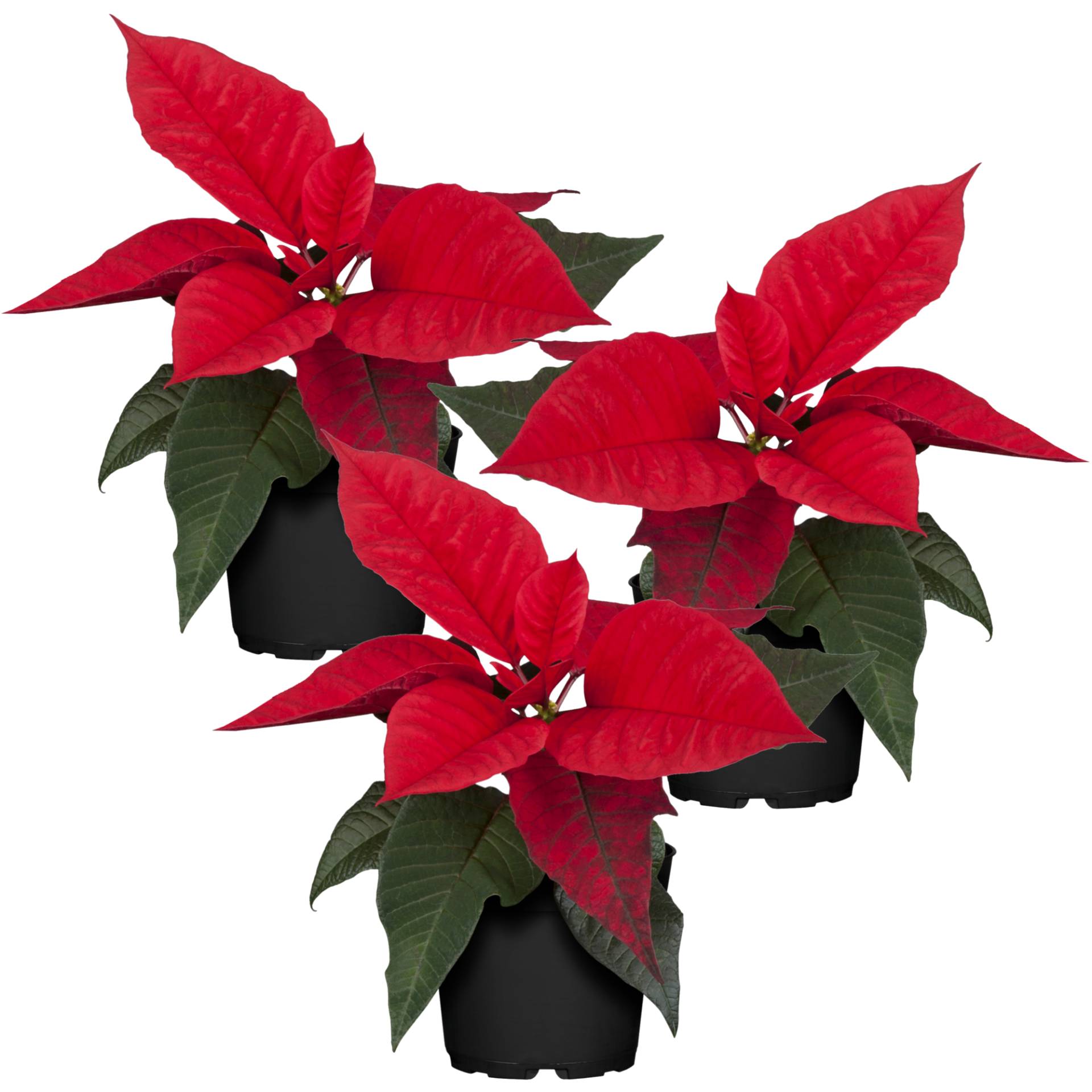 toom Fairtrade Weihnachtsstern rot 7 cm Topf, 3er-Set toom Fairtrade Weihnachtsstern rot 7 cm Topf, 3er-Set von toom