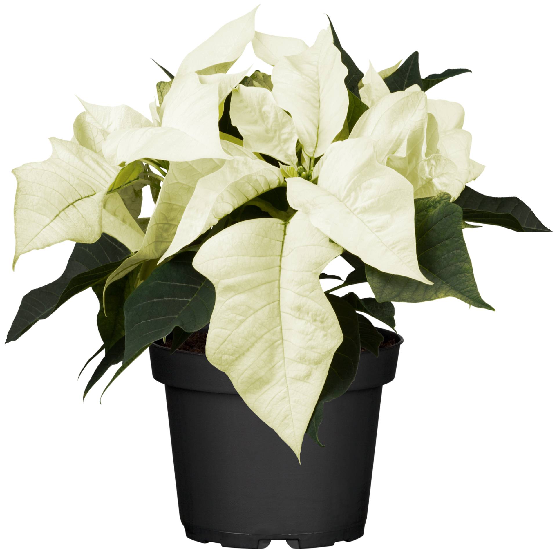 toom Fairtrade Weihnachtsstern weiß 10,5 cm Topf toom Fairtrade Weihnachtsstern weiß 10,5 cm Topf von toom