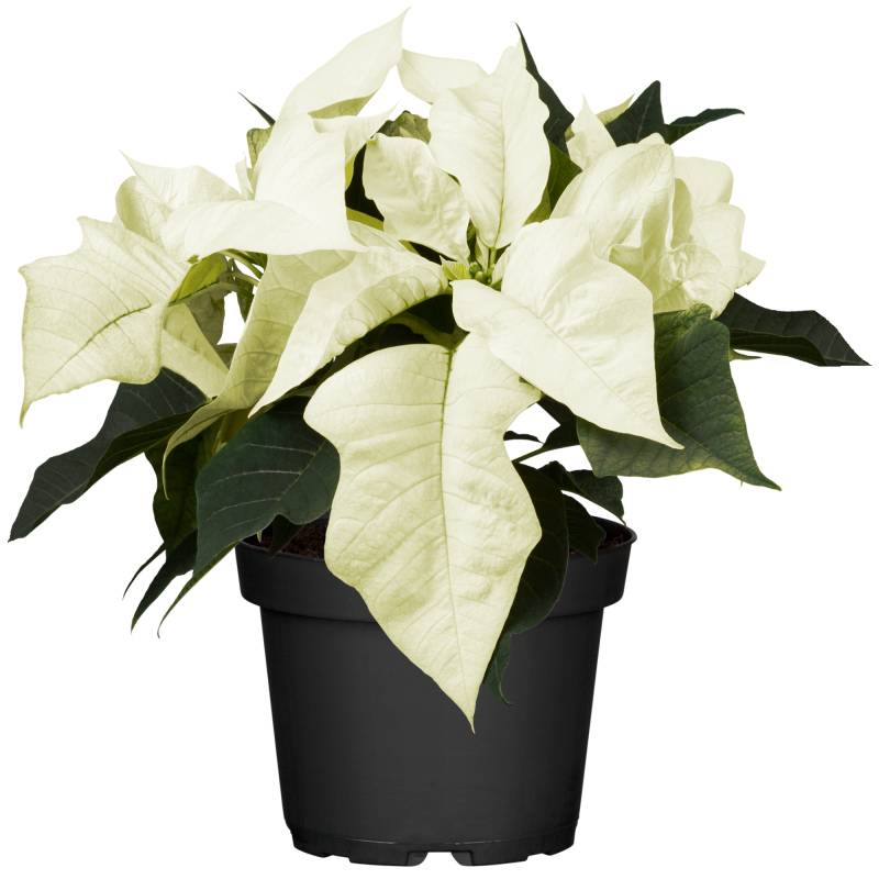 toom Fairtrade Weihnachtsstern weiß 10,5 cm Topf toom Fairtrade Weihnachtsstern weiß 10,5 cm Topf von toom