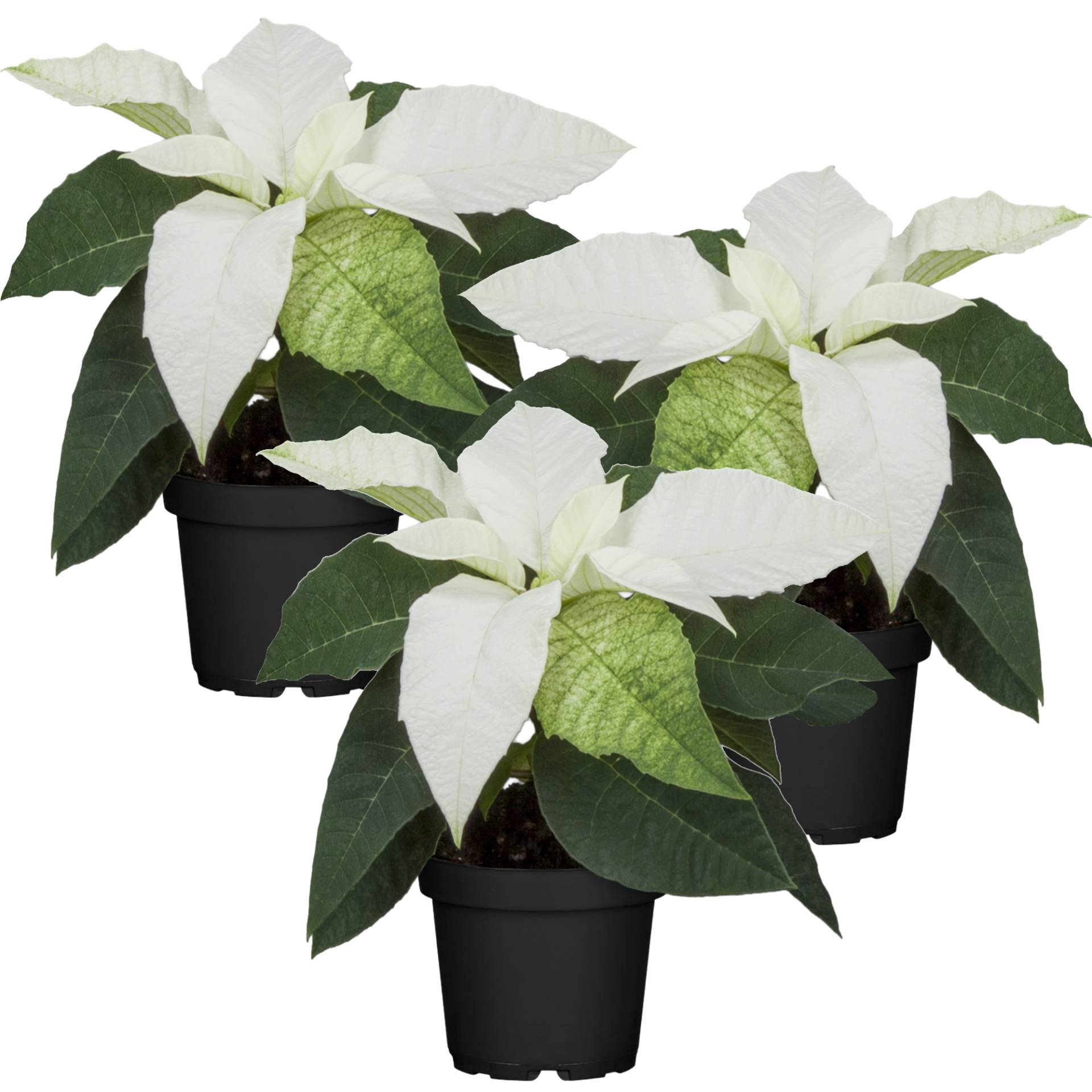 toom Fairtrade Weihnachtsstern weiß 7 cm Topf, 3er-Set toom Fairtrade Weihnachtsstern weiß 7 cm Topf, 3er-Set von toom