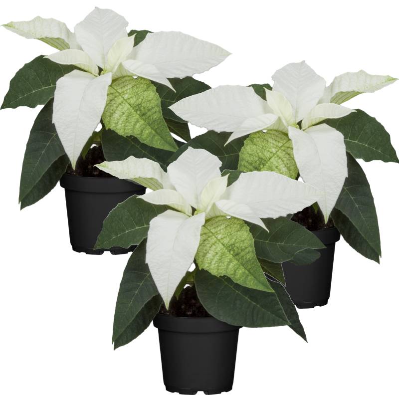 toom Fairtrade Weihnachtsstern weiß 7 cm Topf, 3er-Set von toom