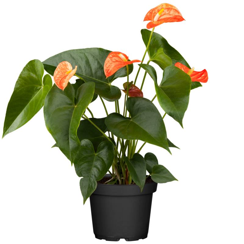 toom Flamingoblume 'Orange Champion' orange 14 cm Topf von toom