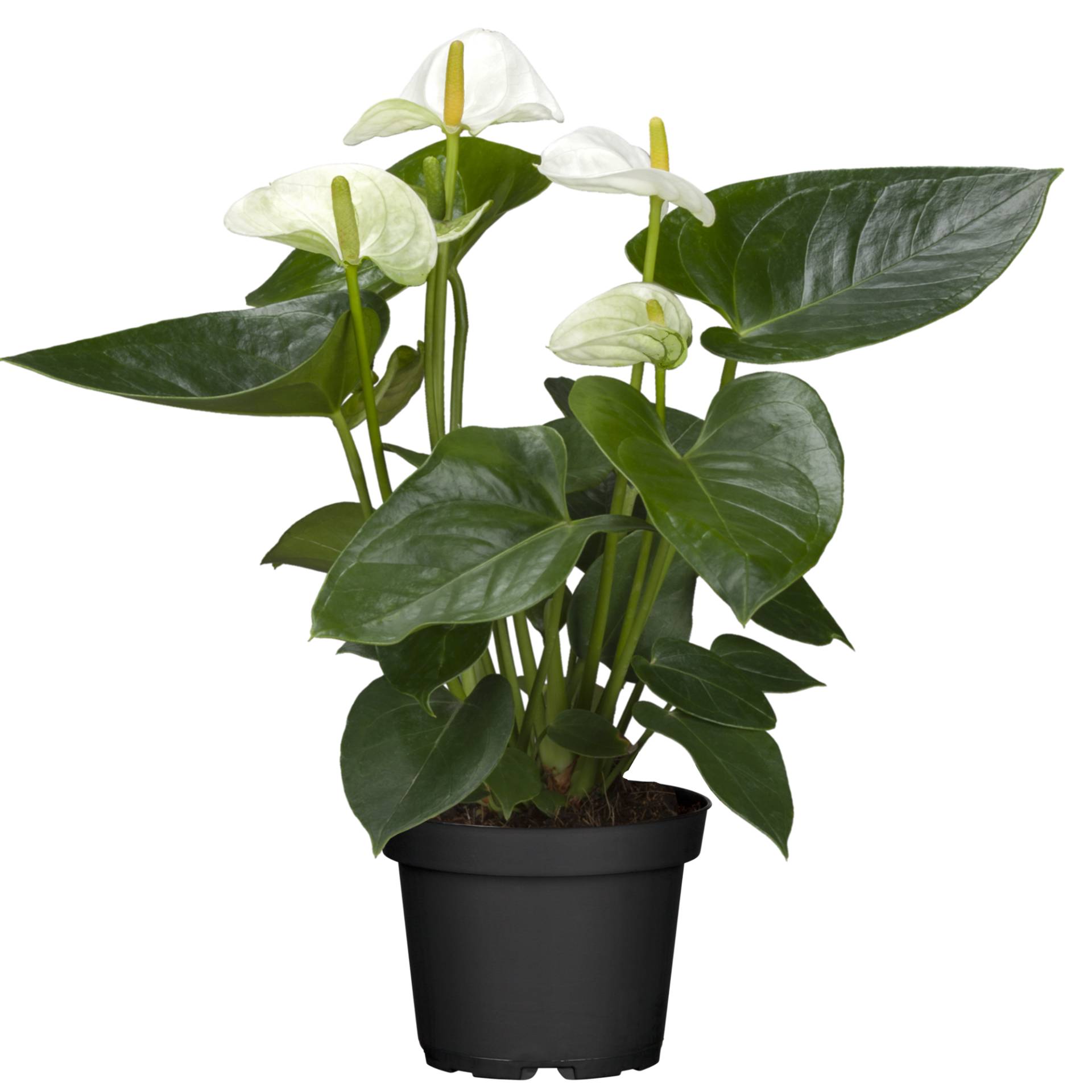 toom Flamingoblume 'Sierra White' weiß 14 cm Topf toom Flamingoblume 'Sierra White' weiß 14 cm Topf von toom