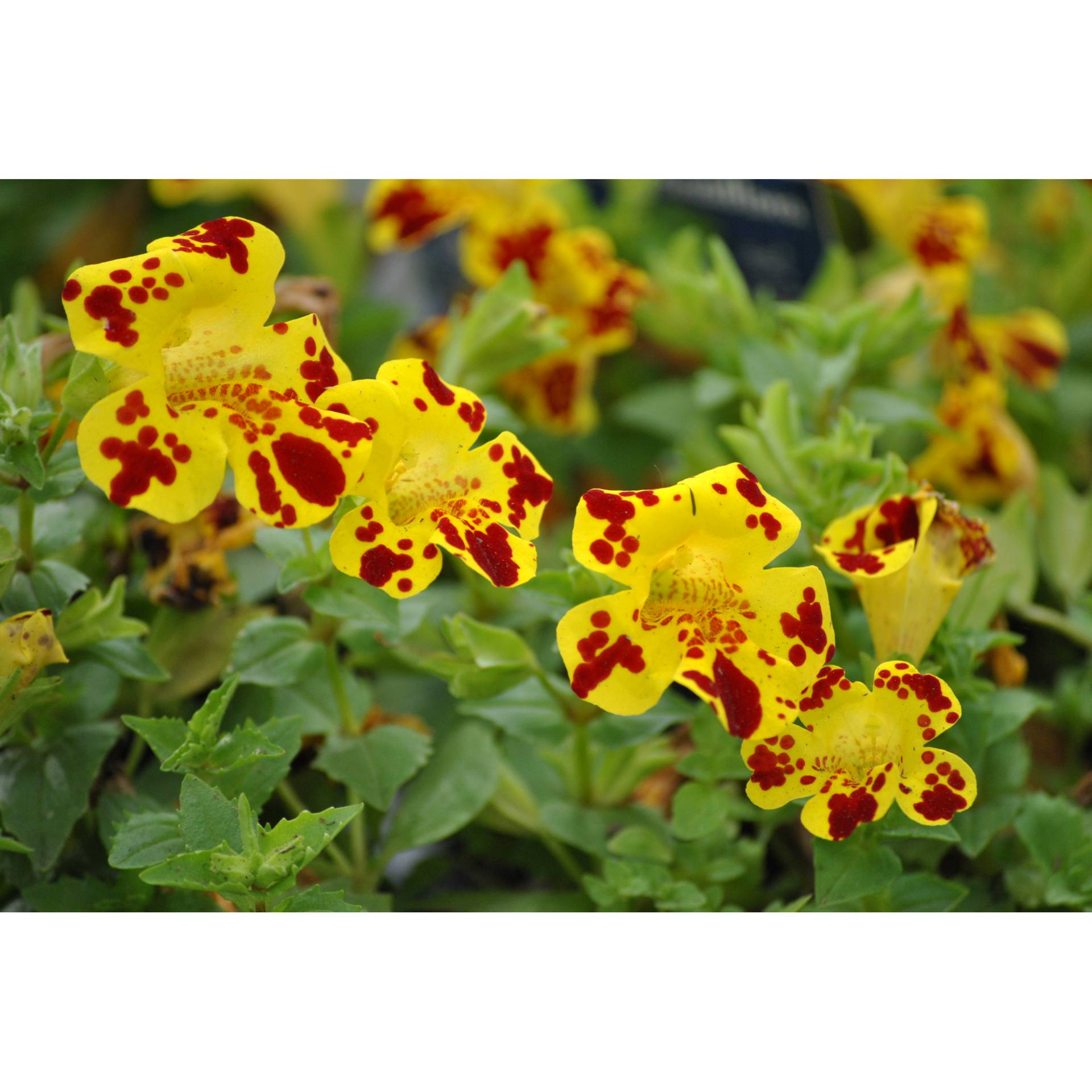toom Gauklerblume 'Grandiflora', 9 x 9 cm Topf, 3er-Set toom Gauklerblume 'Grandiflora', 9 x 9 cm Topf, 3er-Set von toom