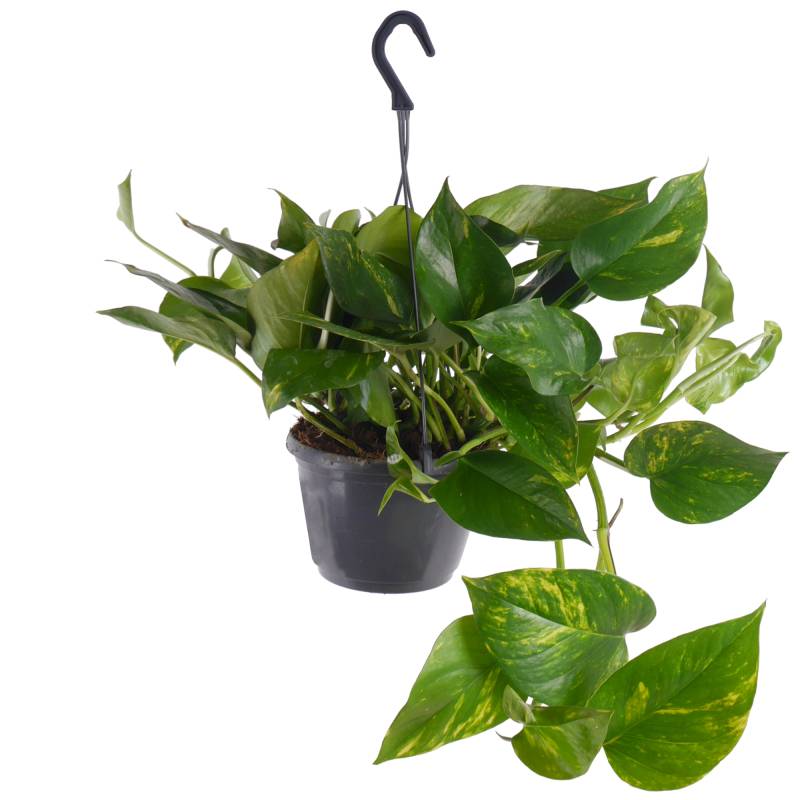 toom Goldene Efeutute 15 cm Ampeltopf toom Goldene Efeutute 15 cm Ampeltopf von toom