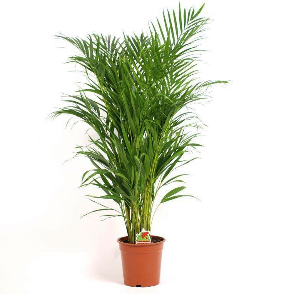 toom Luftverbesserer Areca 21 cm Topf von toom