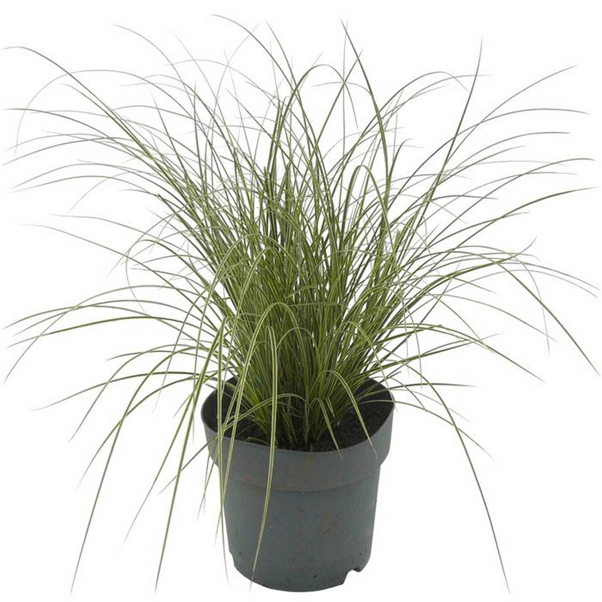 toom Gräser verschiedene Sorten 14 cm Topf toom Gräser verschiedene Sorten 14 cm Topf von toom
