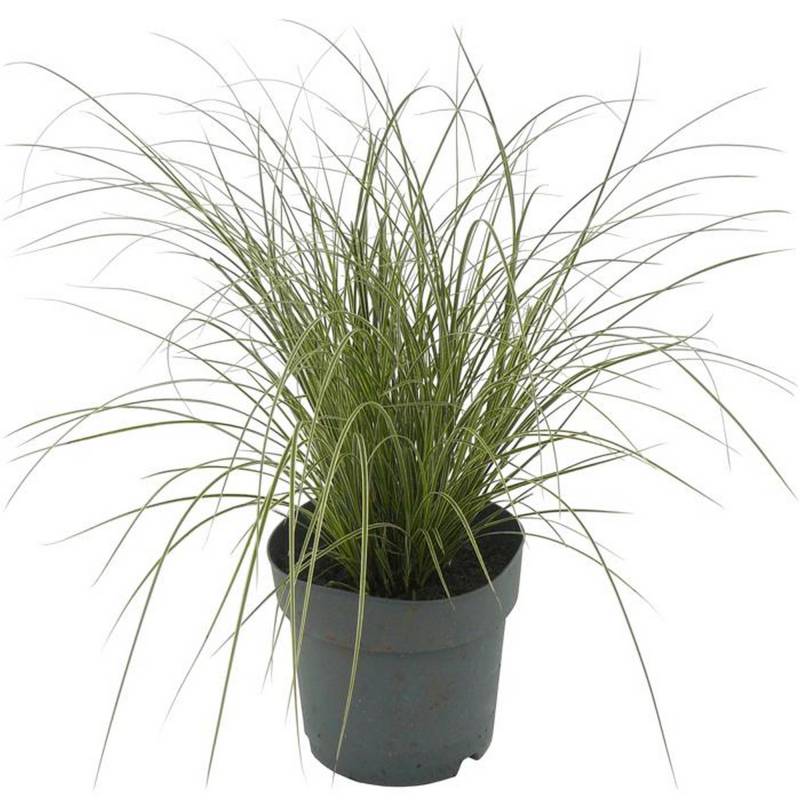 toom Gräser verschiedene Sorten 14 cm Topf von toom