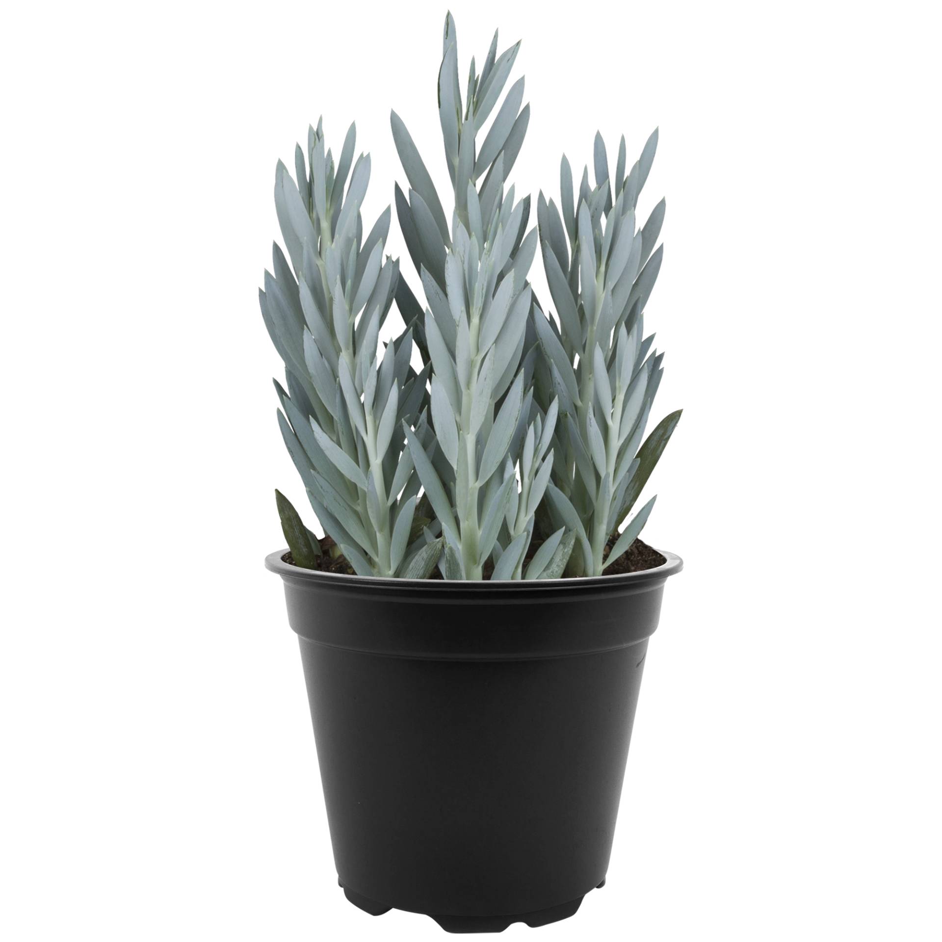 toom Greiskraut 'Mount Everest' 15 cm Topf von toom