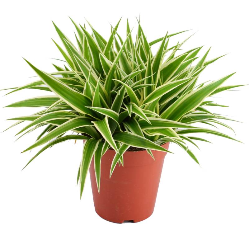 toom Grünlilie 'Ocean' 15 cm Topf von toom