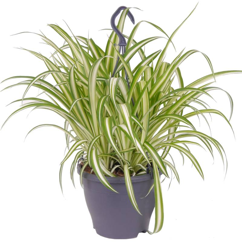 toom Grünlilie 'Variegatum' Ampel Topf 19 cm von toom