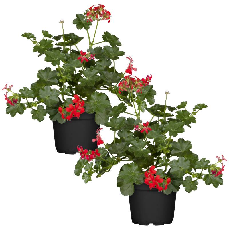 toom Hängende Geranie rot 12 cm Topf, 2er-Set von toom