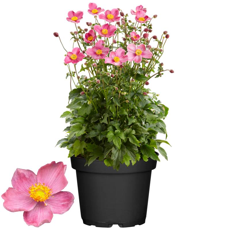 toom Herbstanemone rosa 19 cm Topf von toom