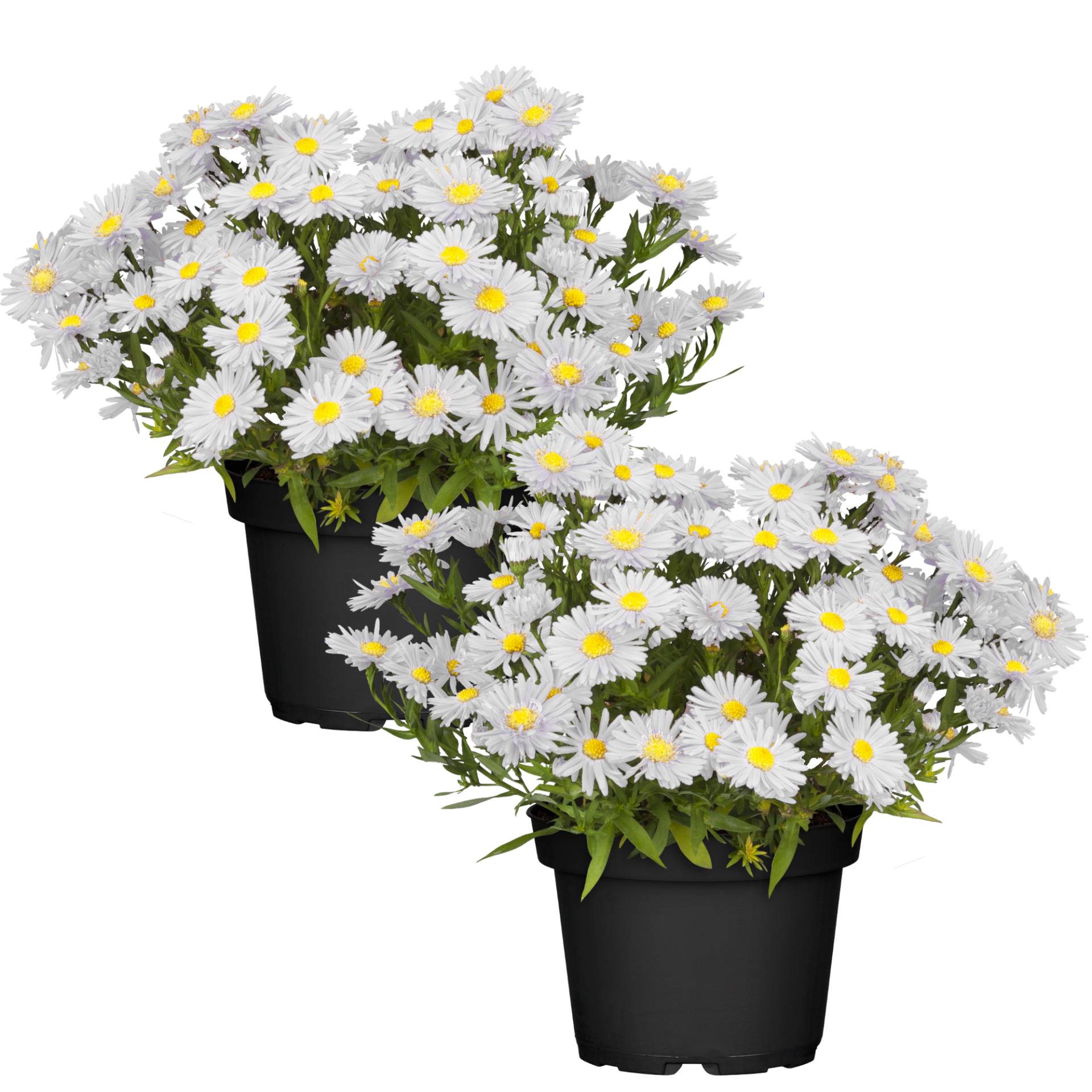 toom Herbstaster weiß 13 cm Topf, 2er-Set toom Herbstaster weiß 13 cm Topf, 2er-Set von toom