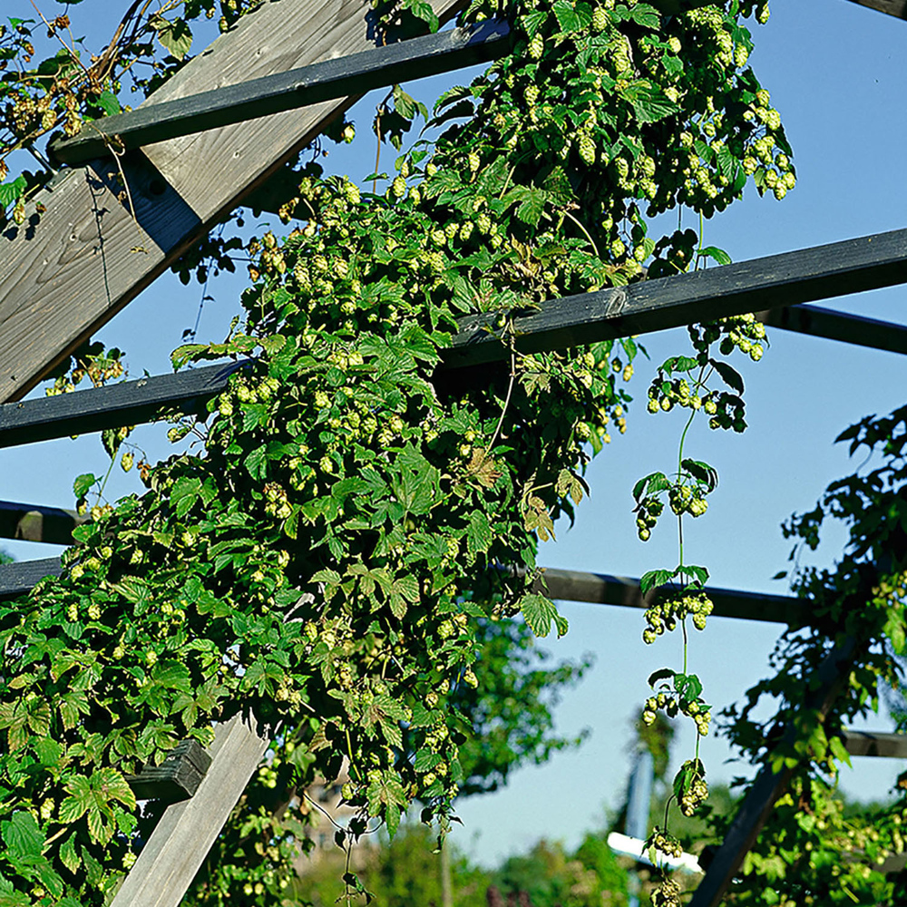 toom Hopfen weiß 14 cm Topf von toom