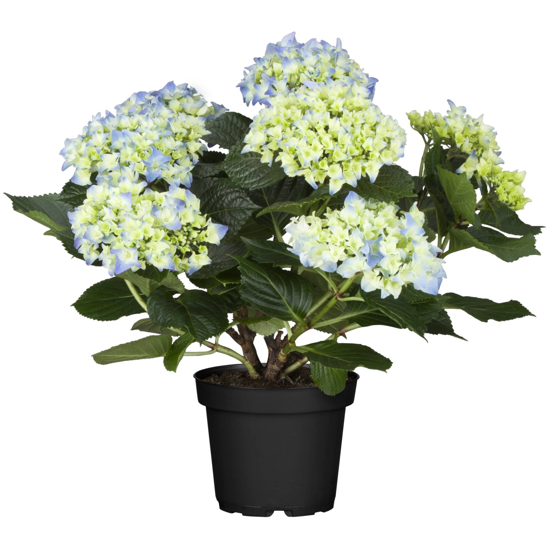 toom Hortensie blau 10,5 cm Topf von toom