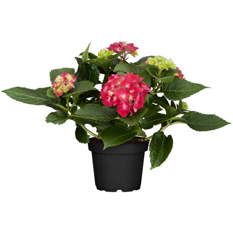 toom Hortensie rot, 10,5 cm Topf von toom