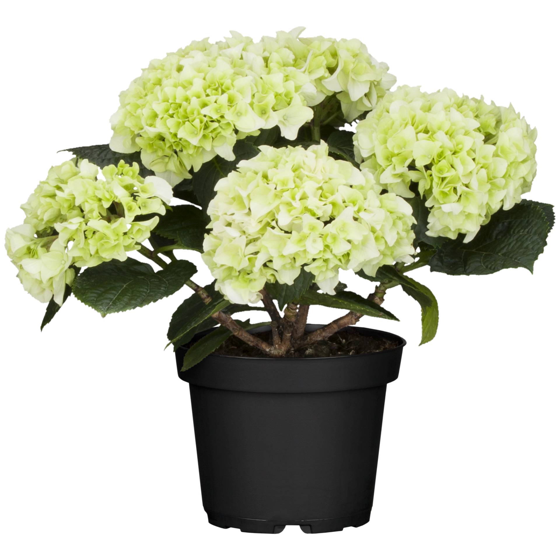 toom Hortensie weiß, 10,5 cm Topf von toom
