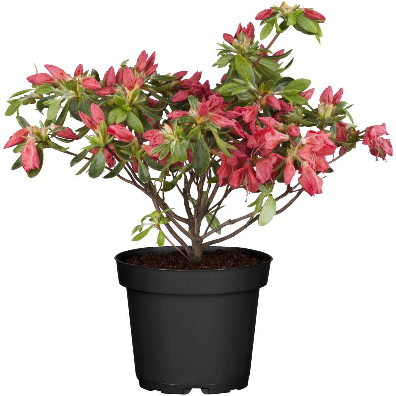 toom Japanische Azalee 'Frodline' rot  17 cm Topf von toom