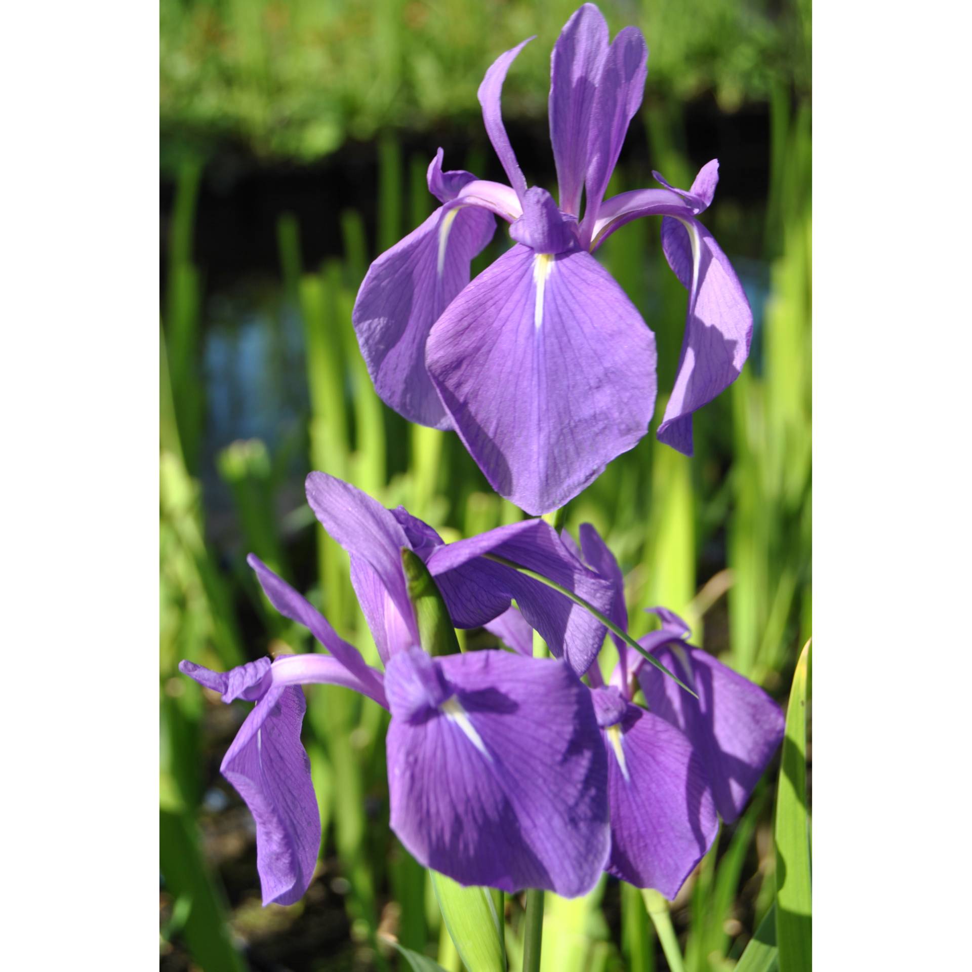 toom Japanische Wasserschwertlilie 'Blau', 9 x 9 cm Topf, 3er-Set toom Japanische Wasserschwertlilie 'Blau', 9 x 9 cm Topf, 3er-Set von toom