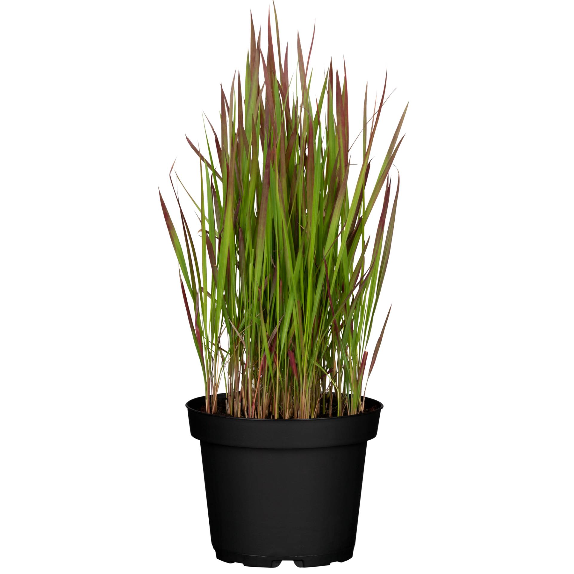 toom Japanisches Blutgras 'Red Baron' 14 cm Topf toom Japanisches Blutgras 'Red Baron' 14 cm Topf von toom