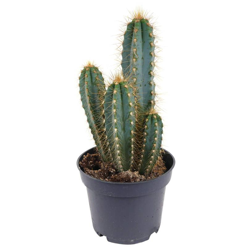 toom Kaktus 12 cm Topf von toom