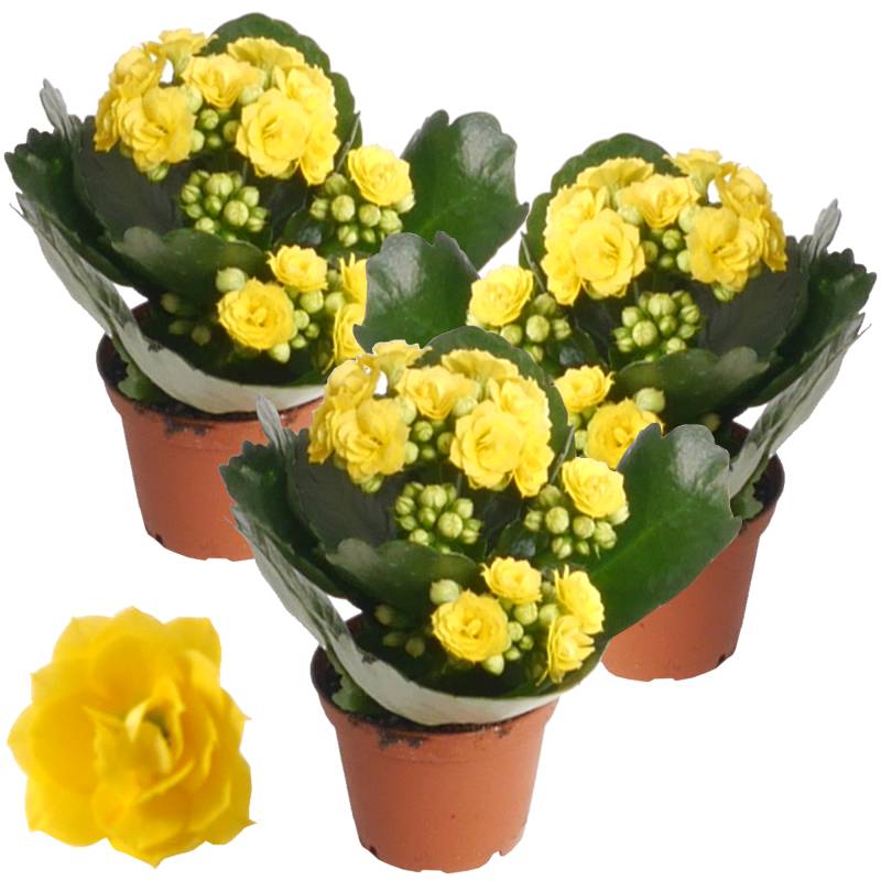 toom Kalanchoe gefüllt gelb 7 cm Topf, 3er-Set von toom