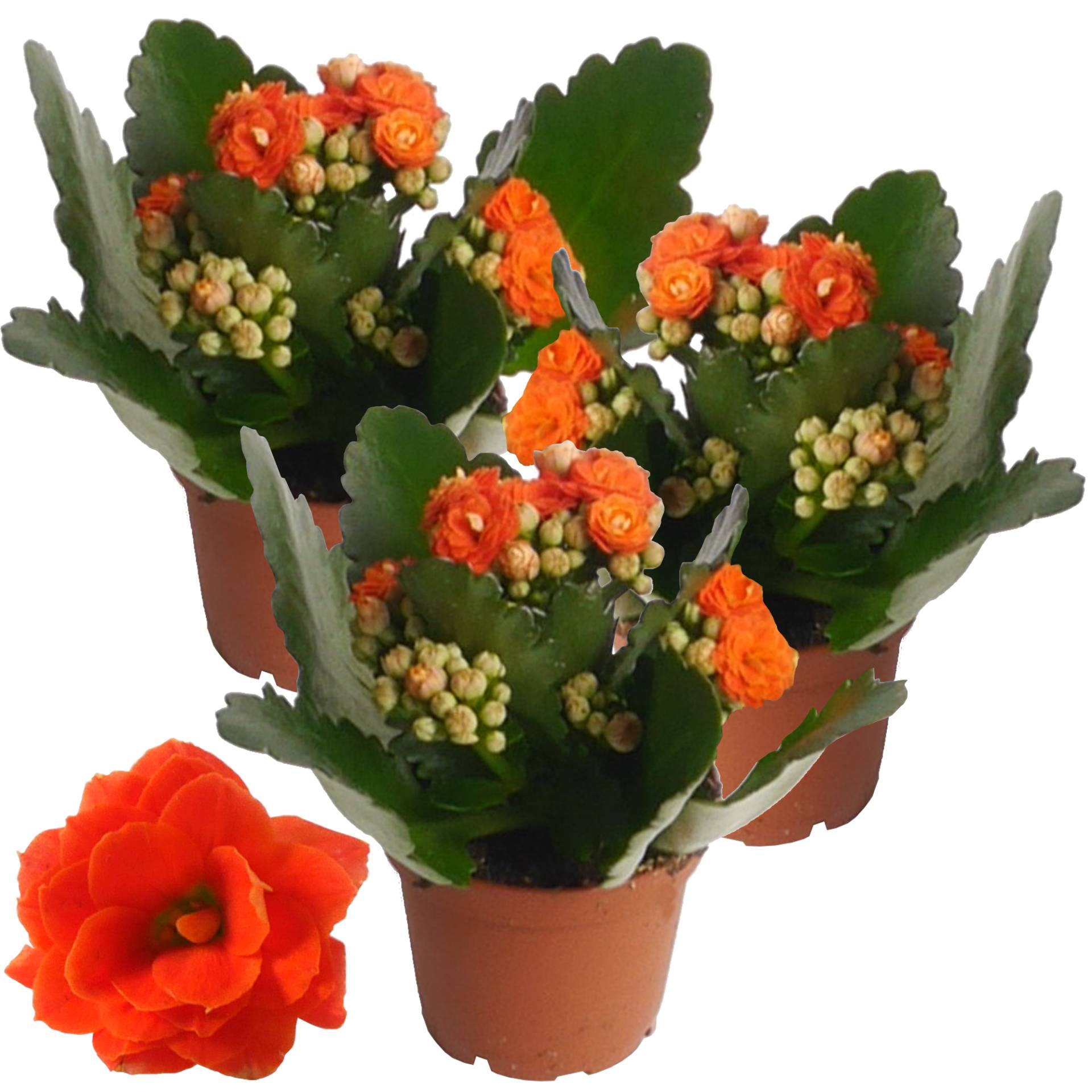 toom Kalanchoe gefüllt orange 7 cm Topf, 3er-Set von toom