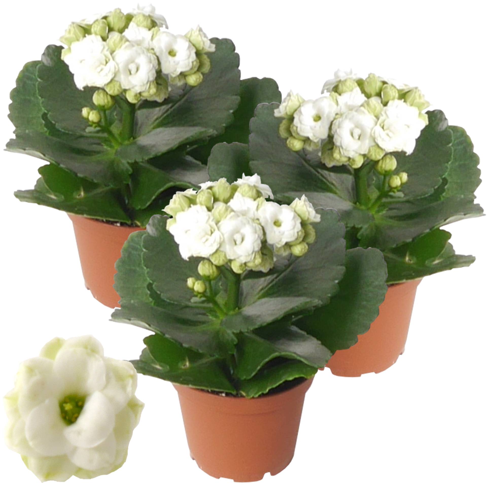 toom Kalanchoe gefüllt weiß 7 cm Topf, 3er-Set von toom