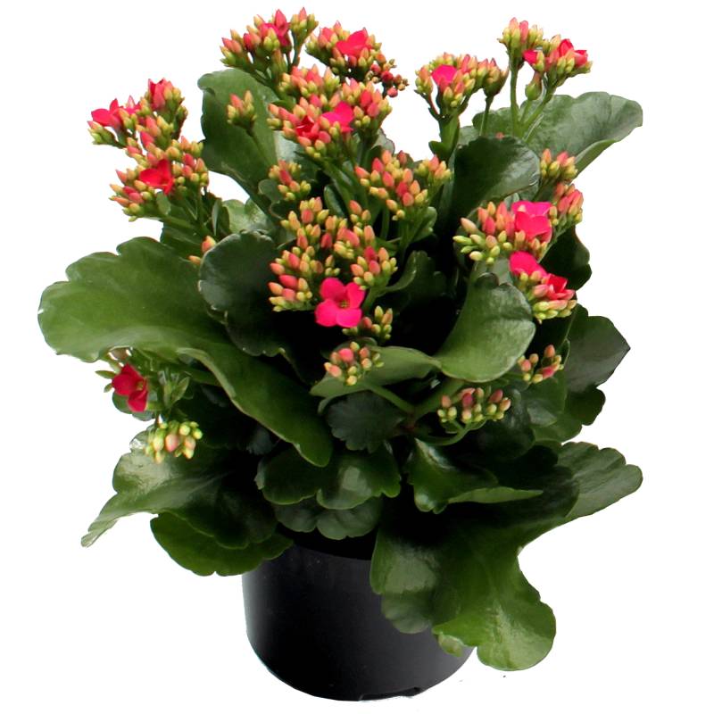 toom Kalanchoe lila 10,5 cm Topf, einfach blühend von toom