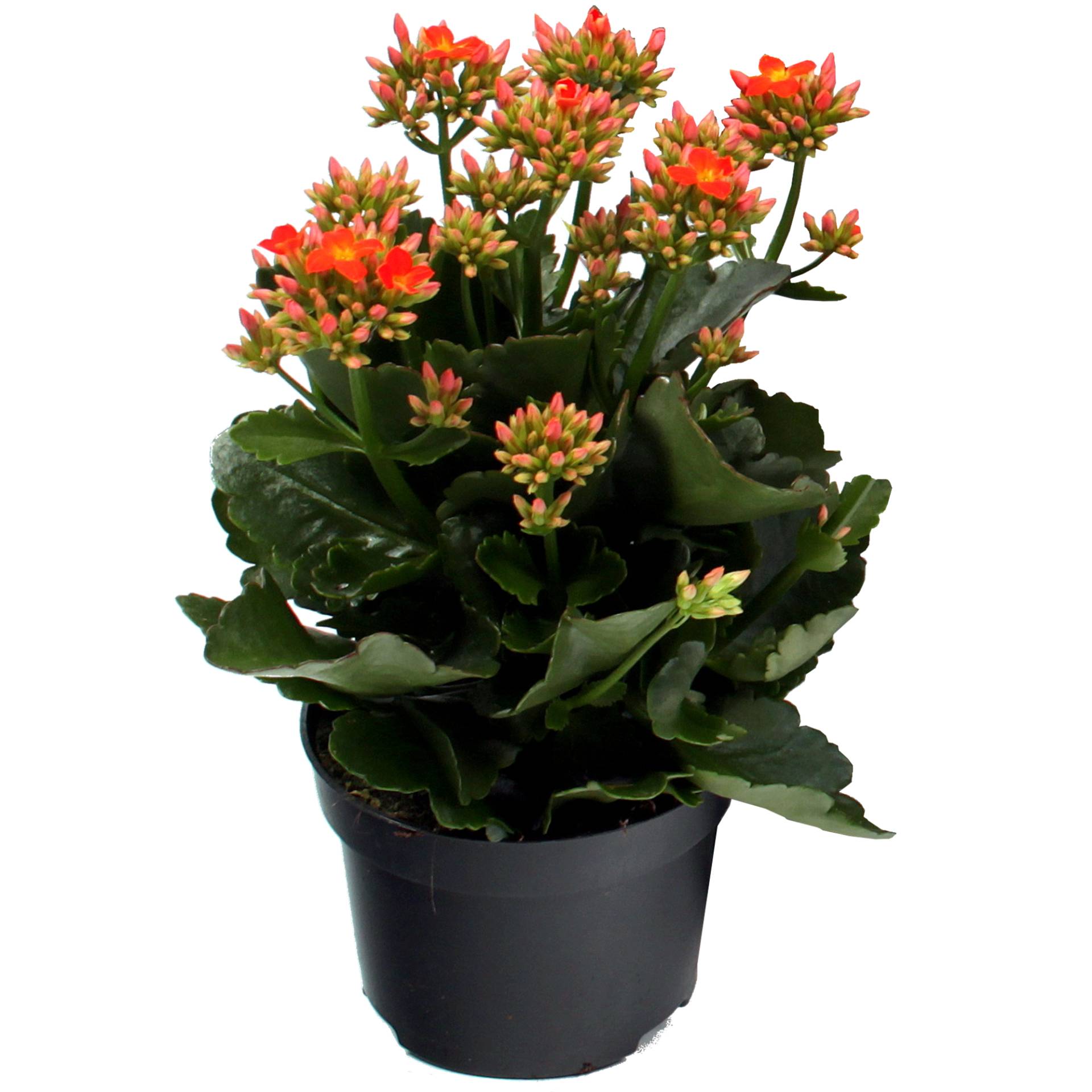 toom Kalanchoe orange 10,5 cm Topf, einfach blühend von toom