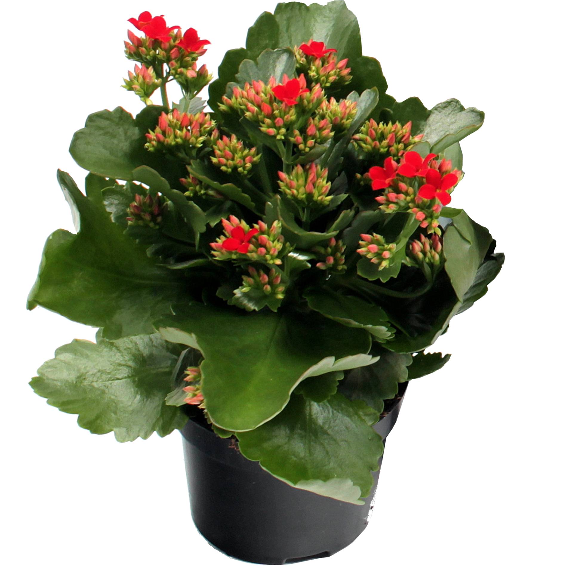 toom Kalanchoe rot 10,5 cm Topf, einfach blühend von toom