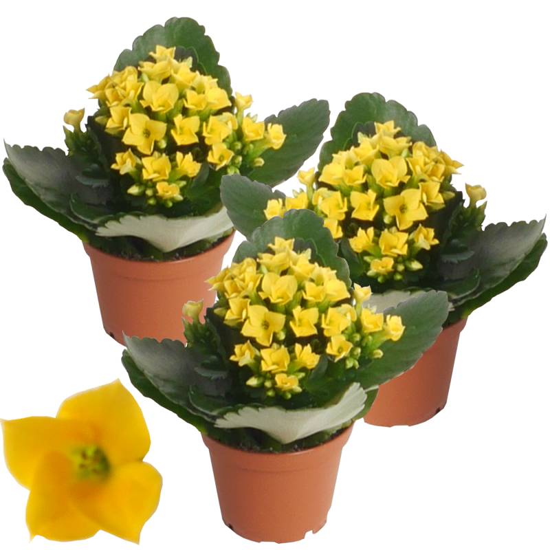 toom Kalanchoe ungefüllt gelb 7 cm Topf, 3er-Set von toom