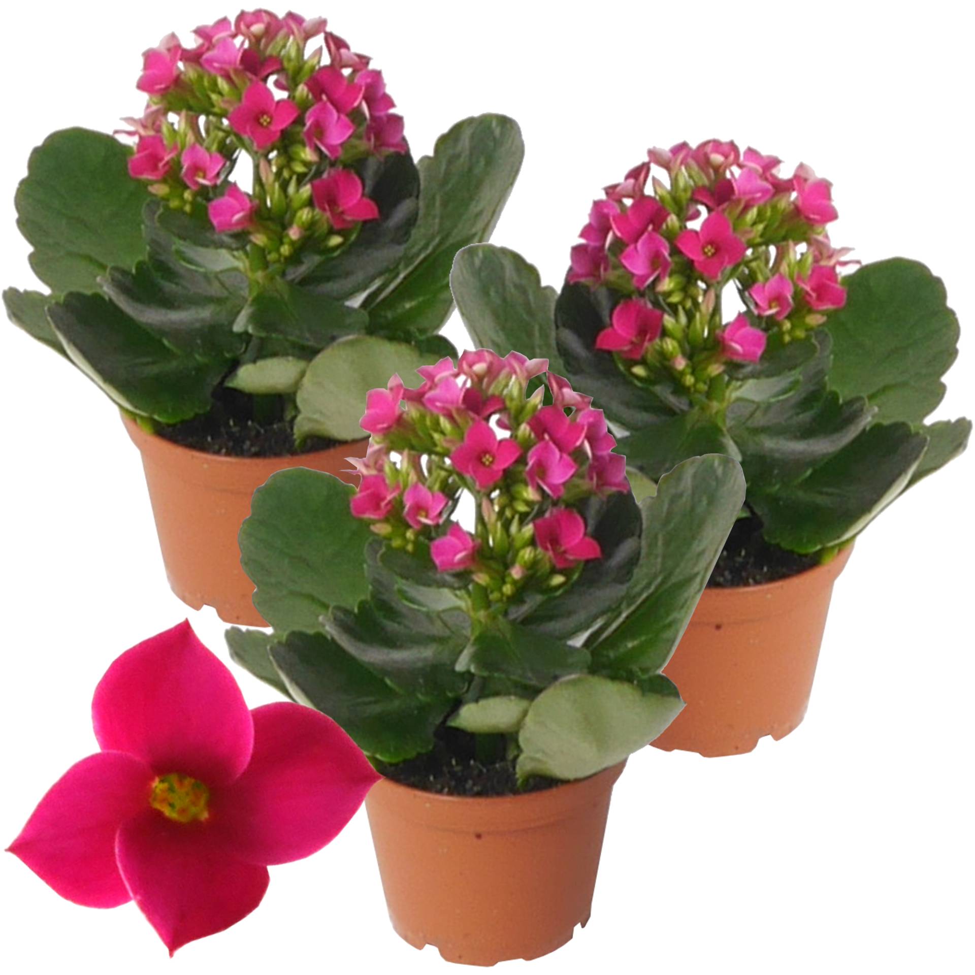 toom Kalanchoe ungefüllt rosa 7 cm Topf, 3er-Set von toom