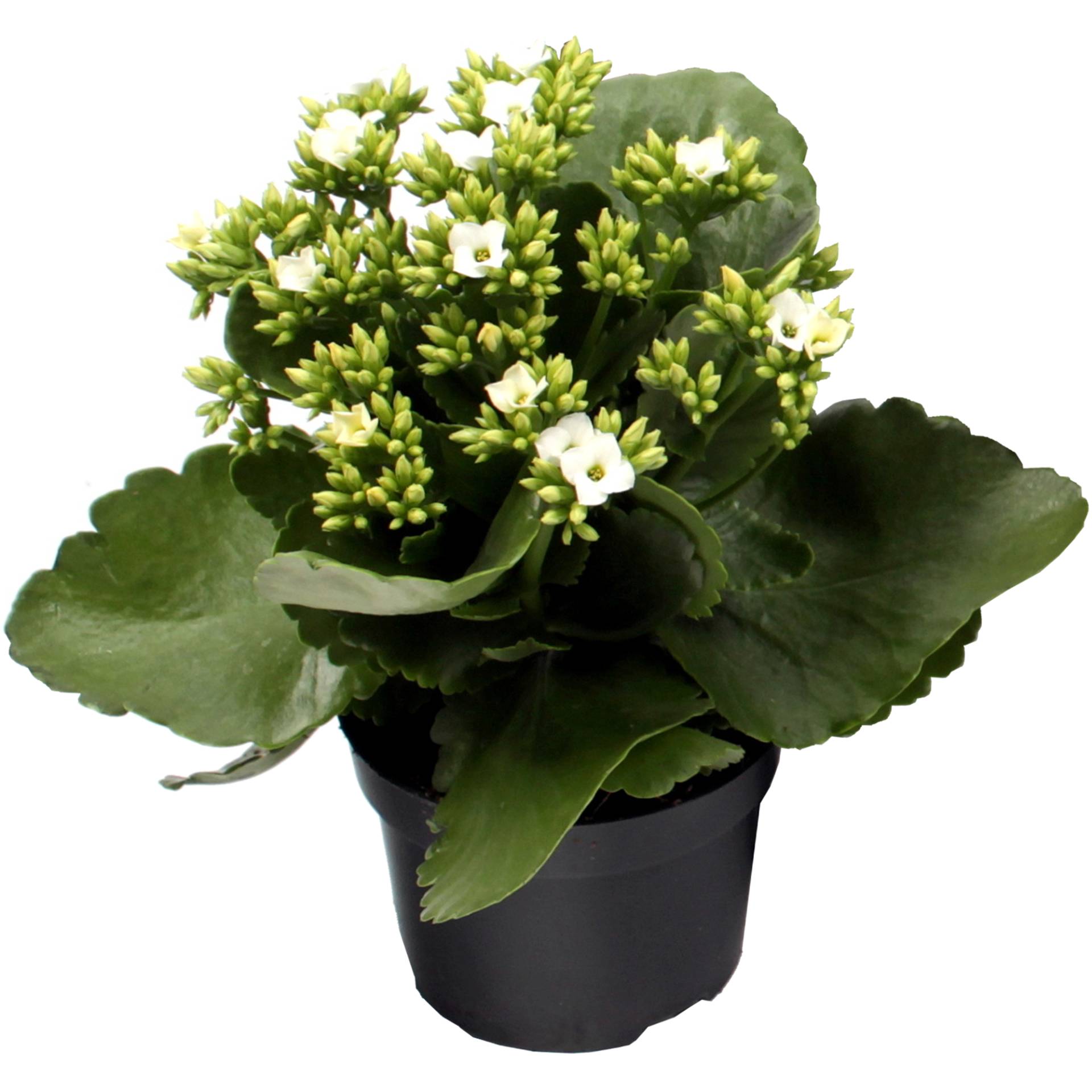 toom Kalanchoe weiß 10,5 cm Topf, einfach blühend von toom