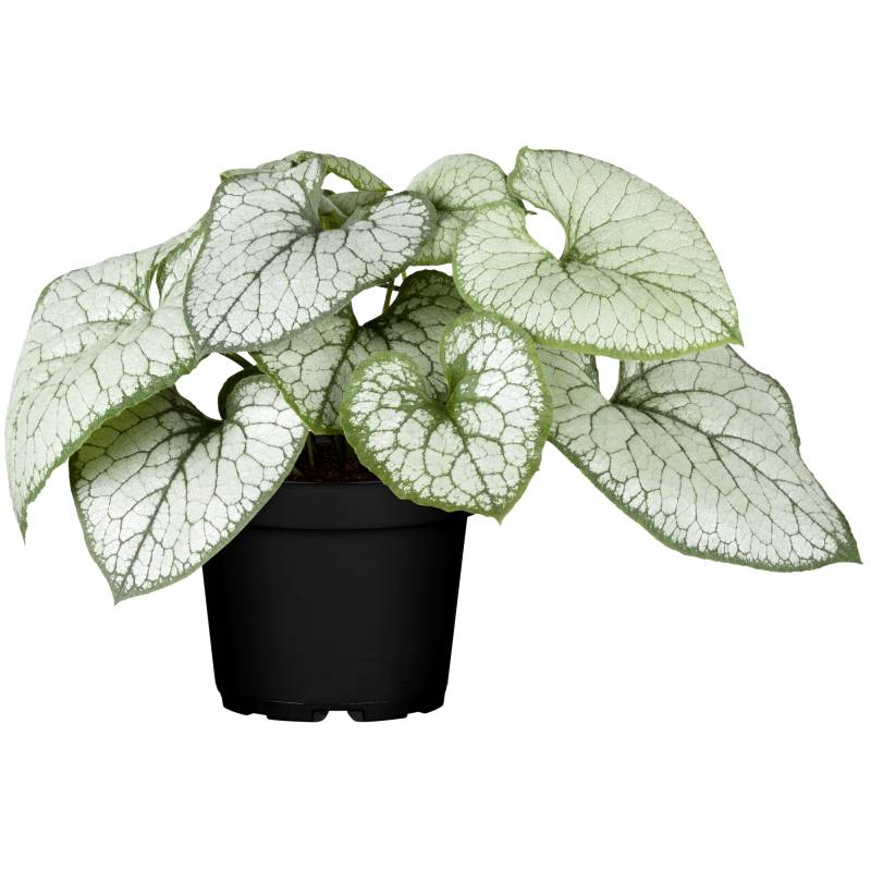 toom Kaukasus Vergissmeinicht 'Jack Frost®' 13 cm Topf von toom