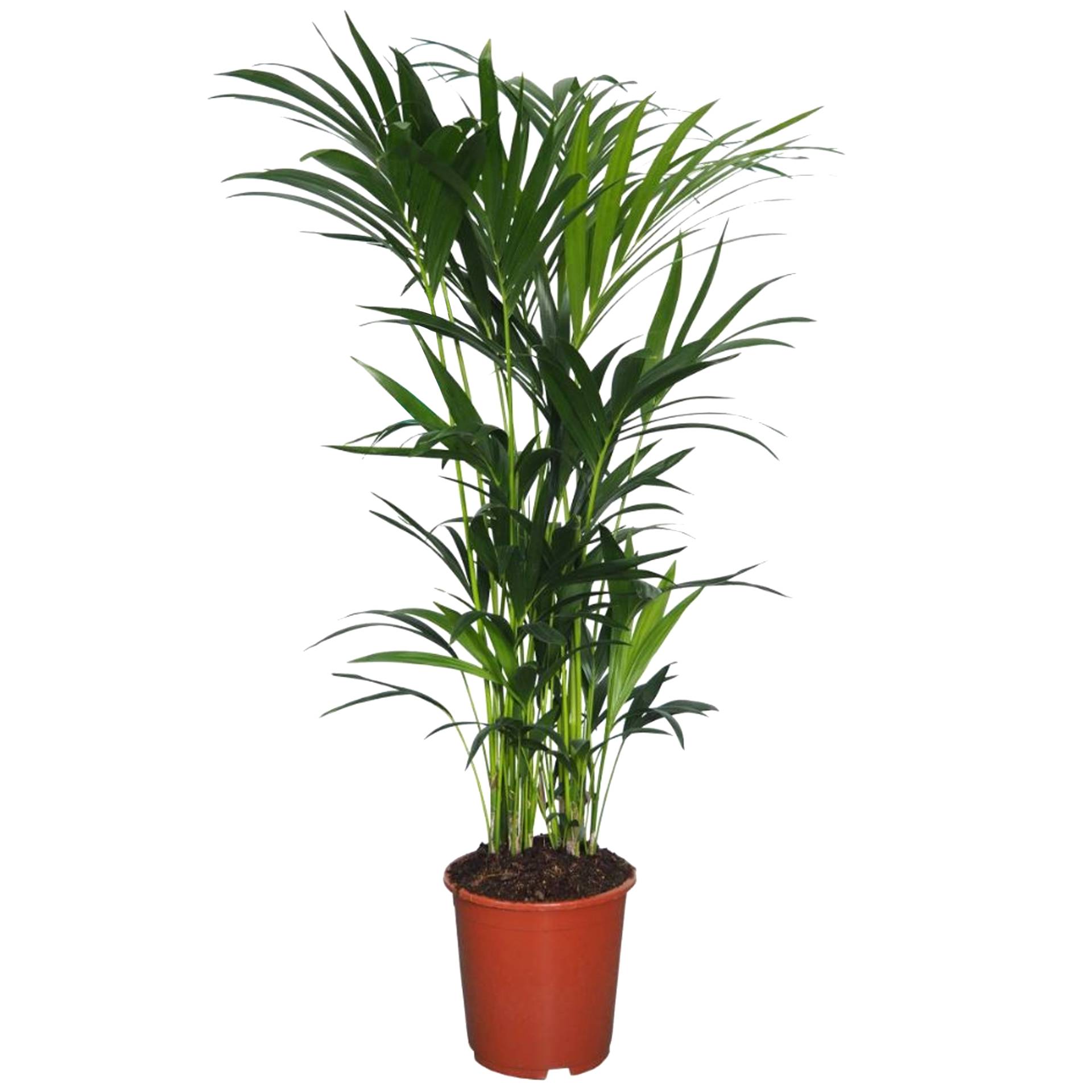 toom Kentiapalme 150 cm, 27 cm Topf toom Kentiapalme 150 cm, 27 cm Topf von toom
