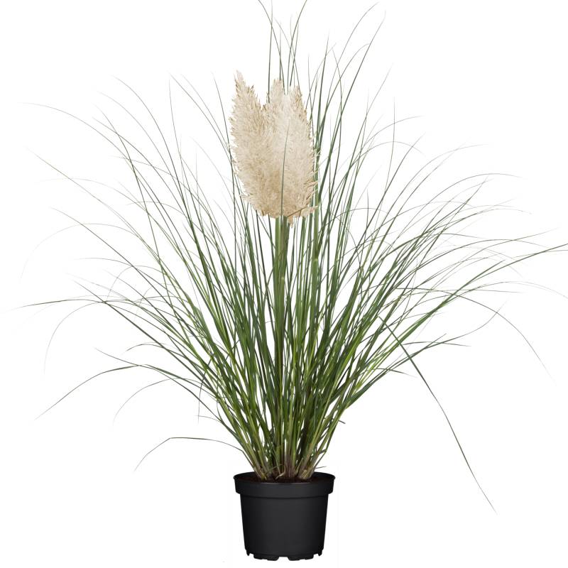 toom Kleines Pampasgras 'Evita' 19 cm Topf von toom