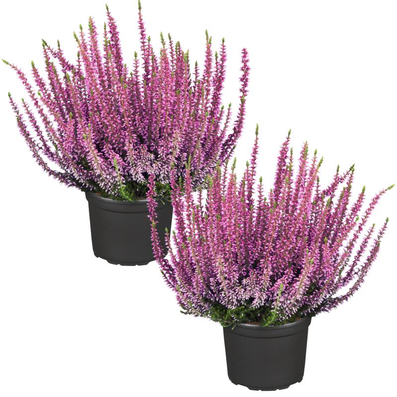 toom Knospenheide 'Gardengirls®' pink 12 cm Topf, 2er-Set von toom
