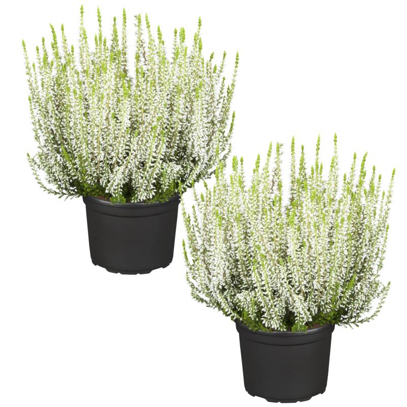 toom Knospenheide 'Gardengirls®' weiß 12 cm Topf, 2er-Set von toom