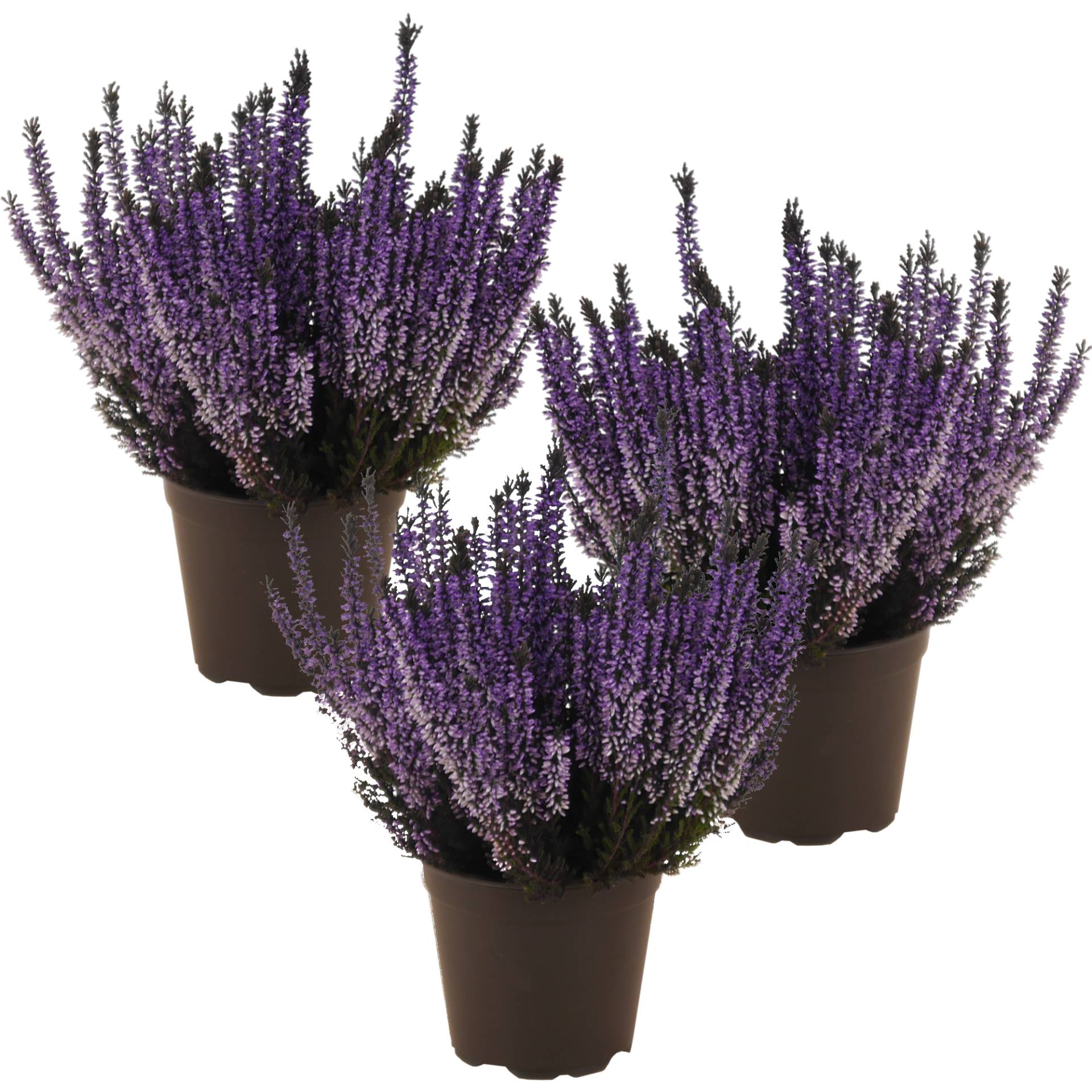 toom Knospenheide blau gefärbt 11 cm Topf, 3er-Set von toom