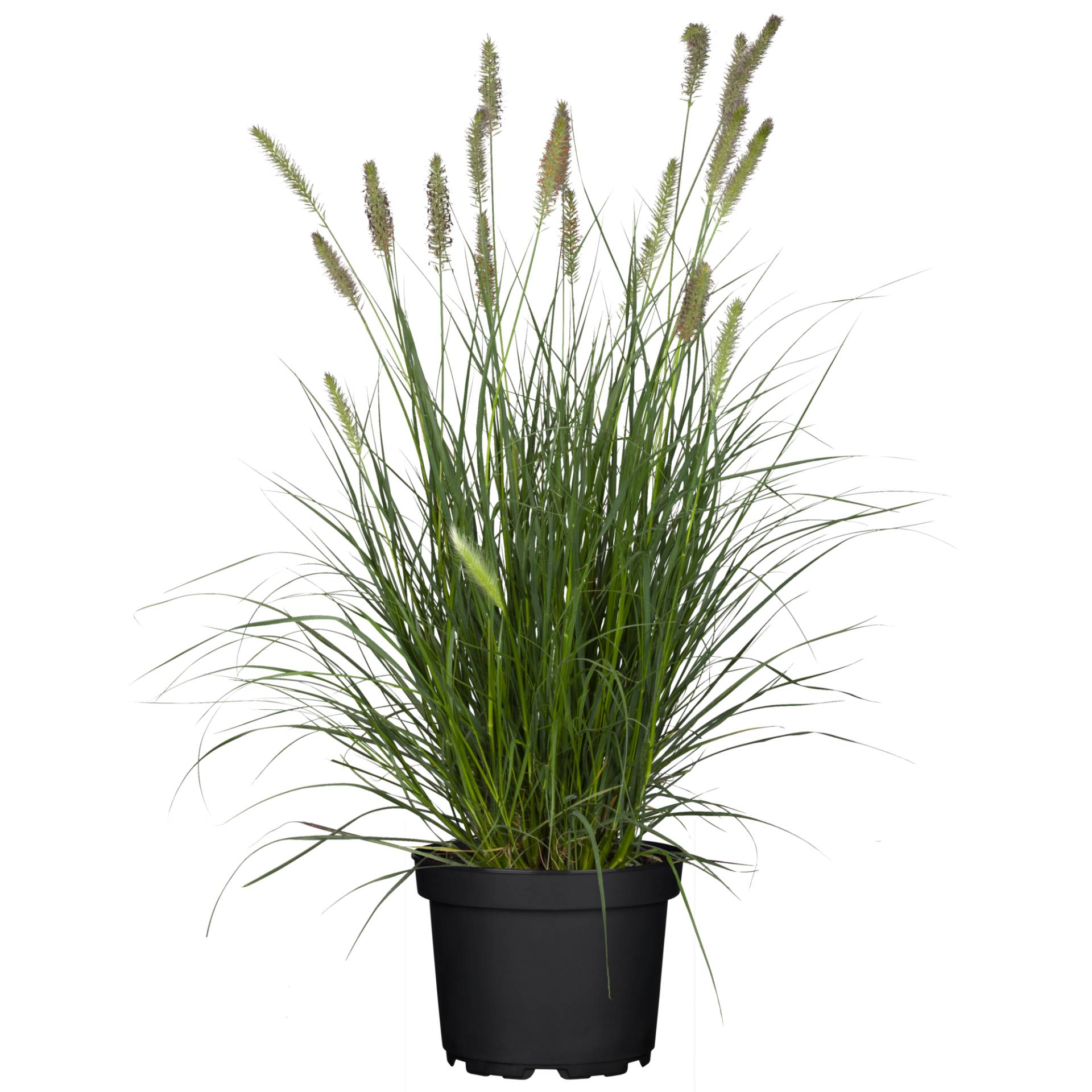 toom Lampenputzergras 'Hameln' 19 cm Topf toom Lampenputzergras 'Hameln' 19 cm Topf von toom