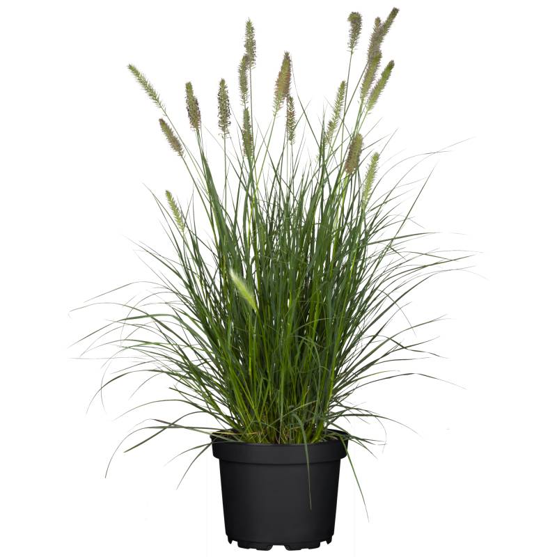 toom Lampenputzergras 'Hameln' 19 cm Topf von toom